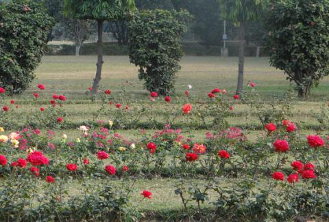 Flowers of NIFM campus